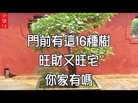 福樹風水